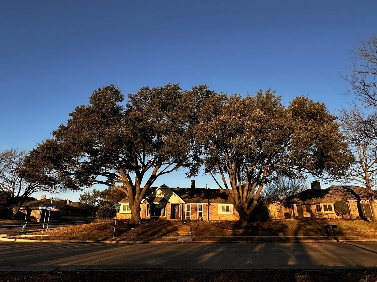 Established residential canopy tree shading a home in Manor